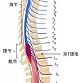 14-3脊髓节段与椎骨.bmp