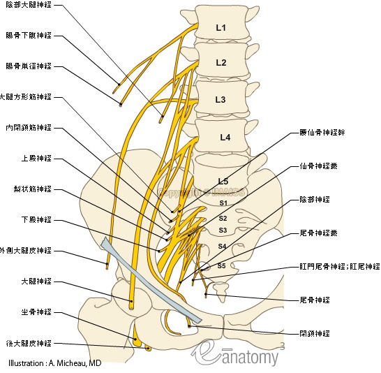 nerve-lower-limb-lumbosacral-plexus-nervous-anatomy-femoral-sciatic-nerve-en_imagelarge.jpg