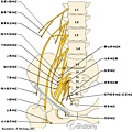 nerve-lower-limb-lumbosacral-plexus-nervous-anatomy-femoral-sciatic-nerve-en_imagelarge.jpg