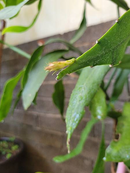 剛長出來的曇花花苞，2022.10.20