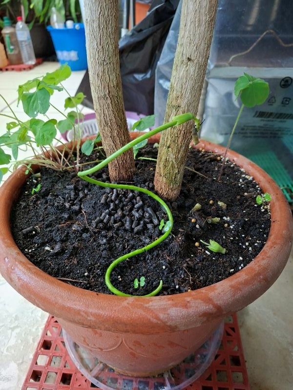 照片是我種的發財樹,海南菜豆樹的果實,長長的一條,2025.11.19 照片是我種的發財樹,海南菜豆樹的果實,長長的一條,2025.11.19