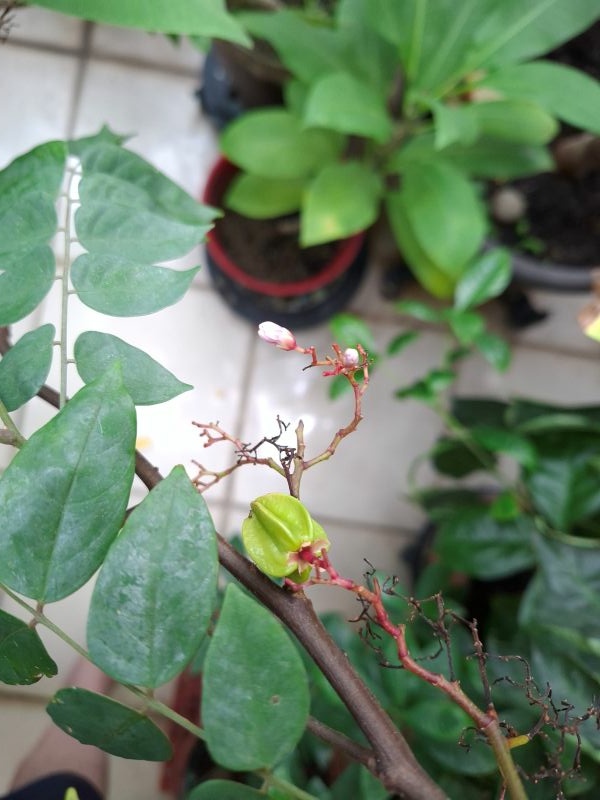 照片是我種的楊桃樹,開始結楊桃了,2025.11.21 照片是我種的楊桃樹,開始結楊桃了,2025.11.21