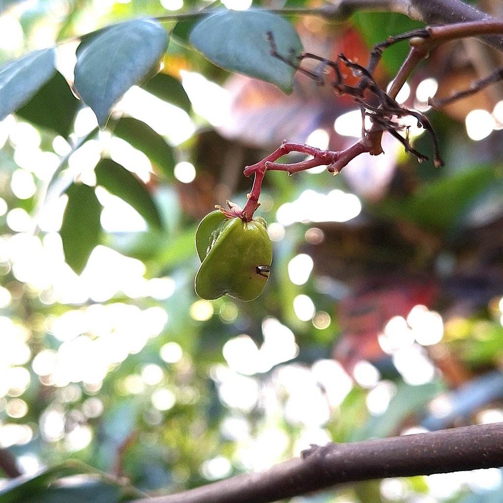 照片是我種的楊桃樹，開始結果了，2025.11.22