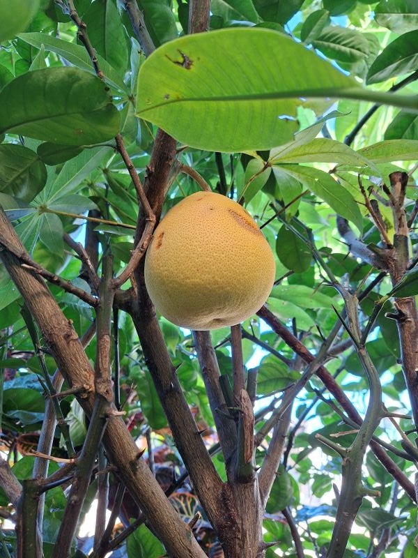 照片是我種的柚子,我還沒採收,2025.11.24 照片是我種的柚子,我還沒採收,2025.11.24