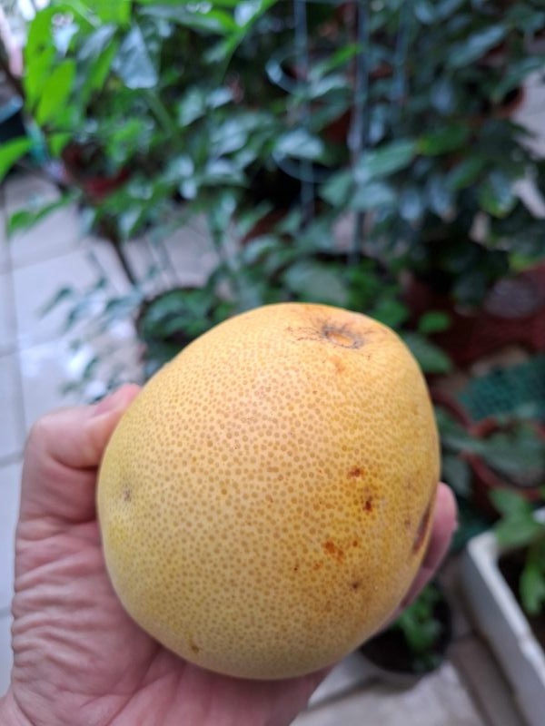 照片是我種的柚子，今天採收一顆，2025.11.25