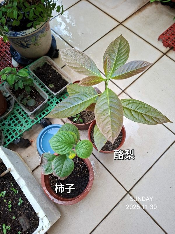 照片是我種的酪梨和柿子，從種子開始種的，2025.11.30