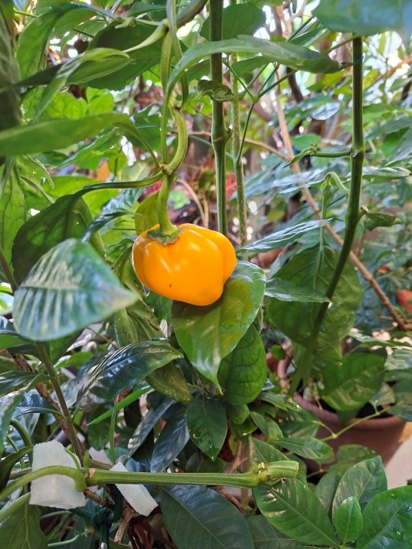 我種的水果椒，2025.12.01