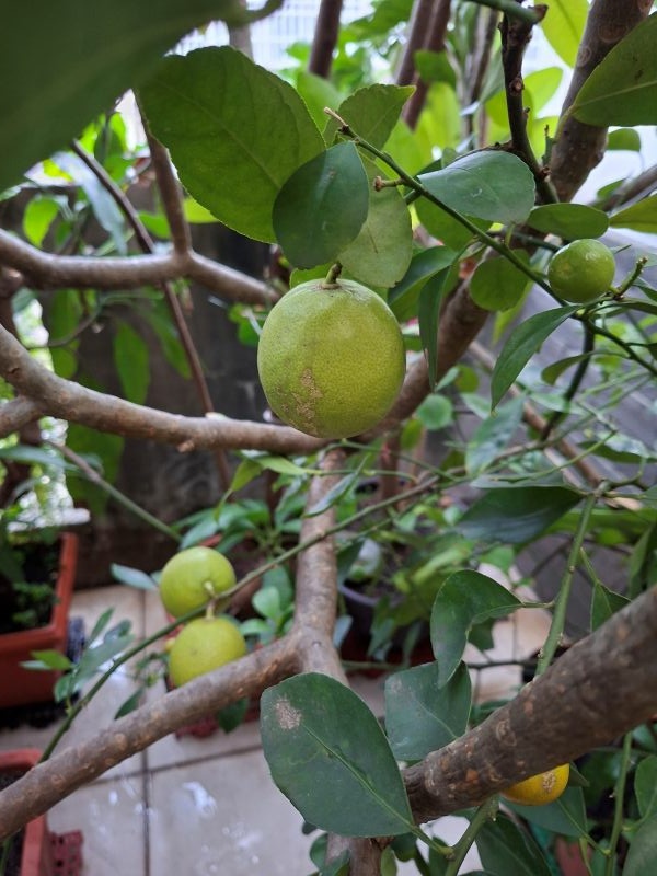 照片是我種的檸檬,2025.12.03 照片是我種的檸檬,2025.12.03