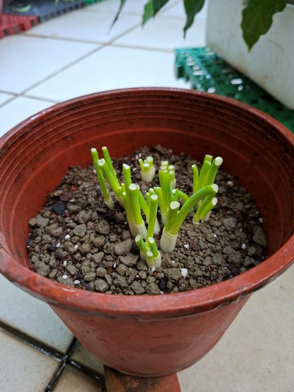 照片是我種的蔥,2025.12.04 照片是我種的蔥,2025.12.04