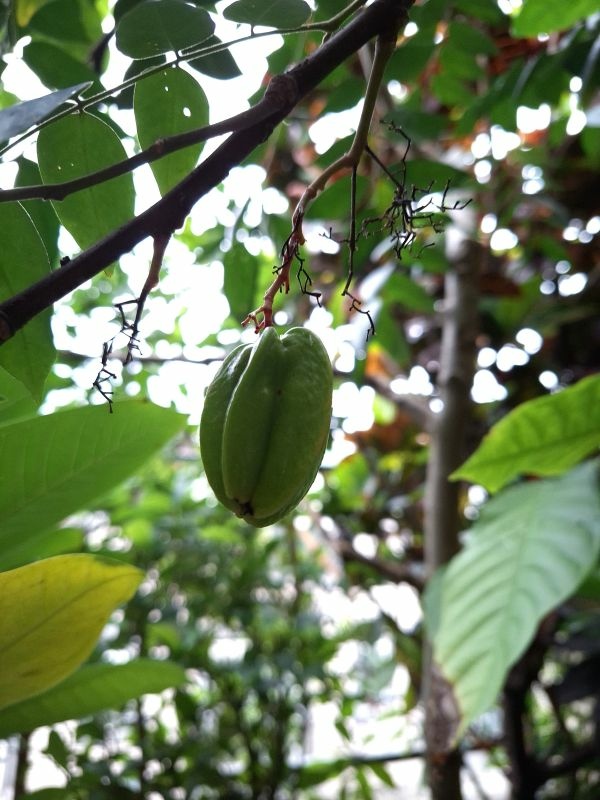 照片是我種的楊桃，2025.12.05