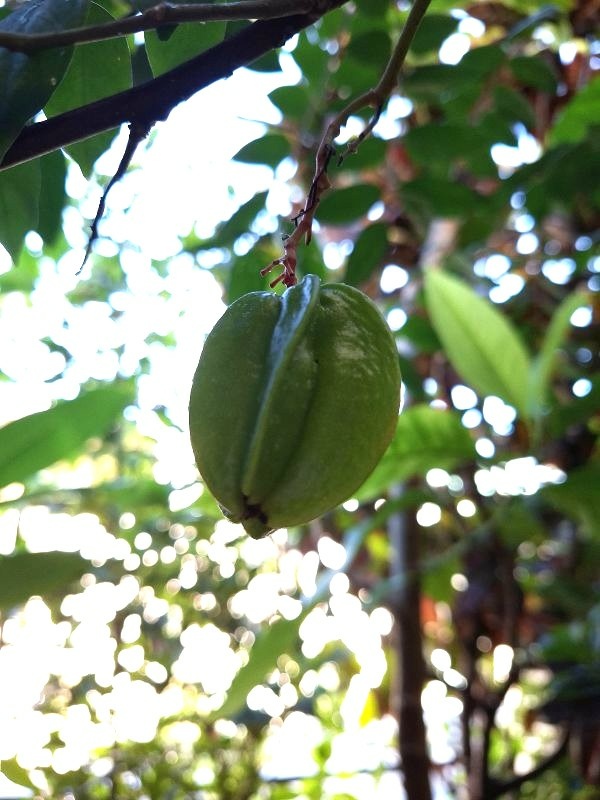 照片是我種的楊桃，2025.12.07