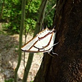 雙尾蝶