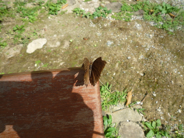 黑擬蛺蝶