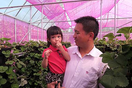 6座粉紅溫室 女兒的草莓森林pic02