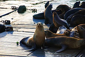 San-Diego---Seal