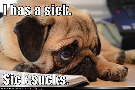 funny-dog-pictures-i-has-a-sick-sick-sucks