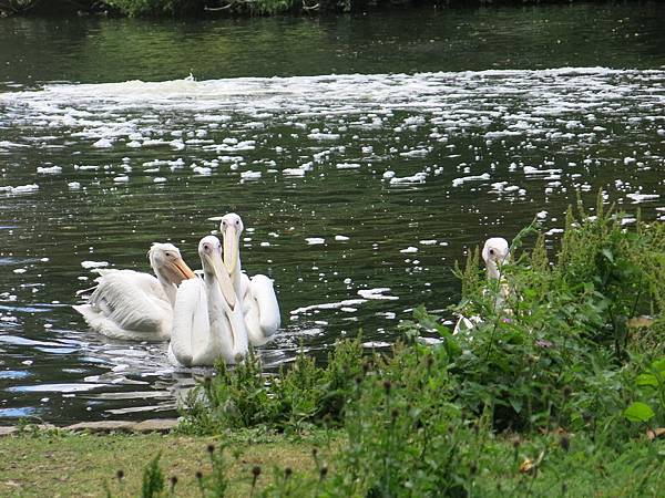 倫敦 聖詹姆斯公園 餵鵜鵠 pelican feeding, St. James Park, London