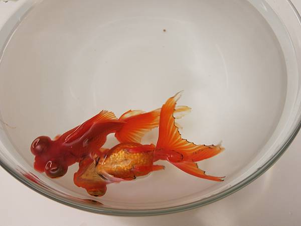 我家的小金魚倒過來游, 大肚子 goldfish big belly, constipation, swim bladder disease