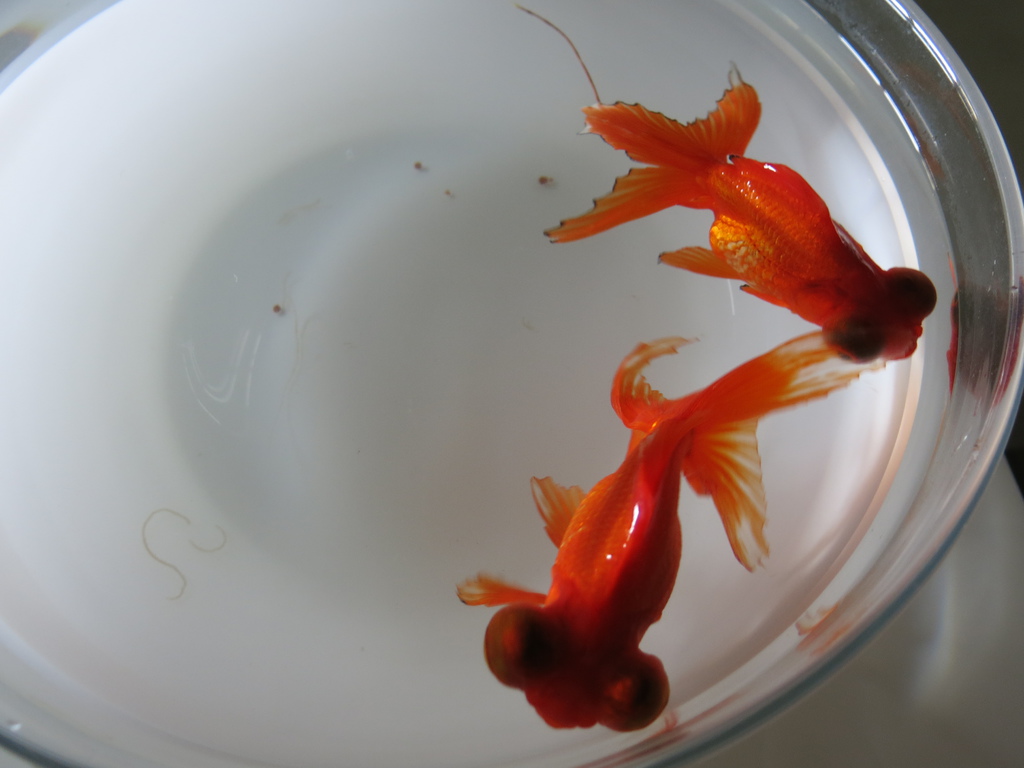 小金魚救了我的眼睛 然而牠翻肚 脹氣 不知道該怎麼辦才好 成寒部落格 痞客邦 小金魚救了我的眼睛 然而牠翻肚 脹氣 不知道該怎麼辦才好 成寒部落格 痞客邦