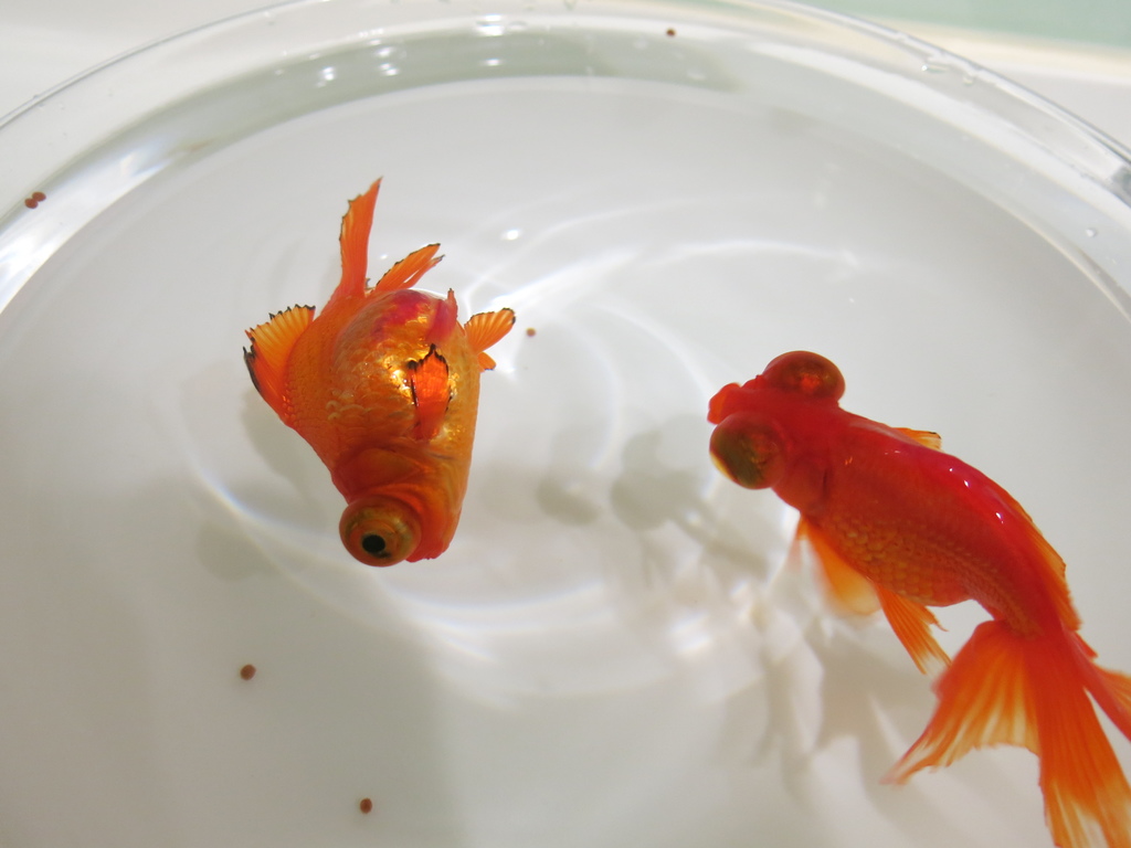 小金魚救了我的眼睛 然而牠翻肚 脹氣 不知道該怎麼辦才好 成寒部落格 痞客邦 小金魚救了我的眼睛 然而牠翻肚 脹氣 不知道該怎麼辦才好 成寒部落格 痞客邦