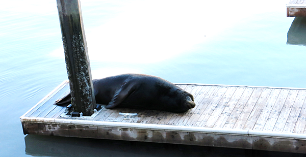 09-Pier39, San Francisco-成寒