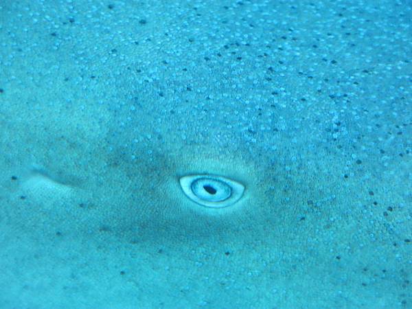 IMG_0571-05-鯊魚集體睡大覺S.E.A. Aquarium, Singapore.JPG