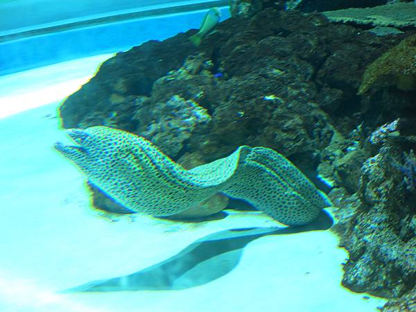 10-IMG_0534-S.E.A Aquarium, Singapore 新加坡-成寒.JPG