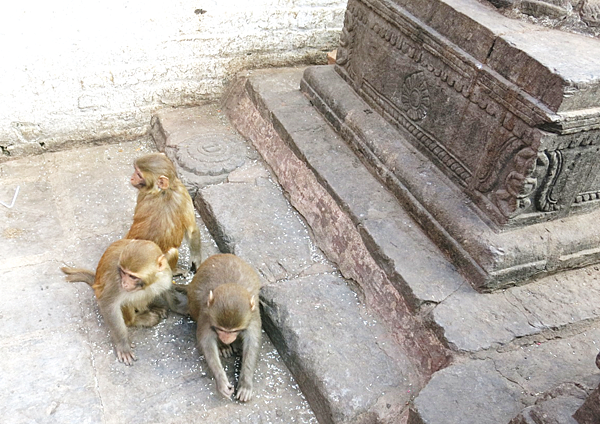 07-monkey temple-Kathmandu, Nepal-成寒.png