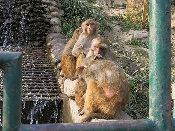 12-monkey temple-Kathmandu, Nepal-成寒.JPG