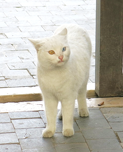 07-Van Cat-odd-eyed cat-Amman Citadel-成寒.png