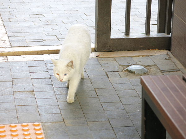 08-Van Cat-odd-eyed cat-Amman Citadel.png