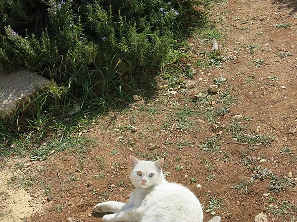 003-odd-eyed cat, Amman, Jordan-成寒.JPG