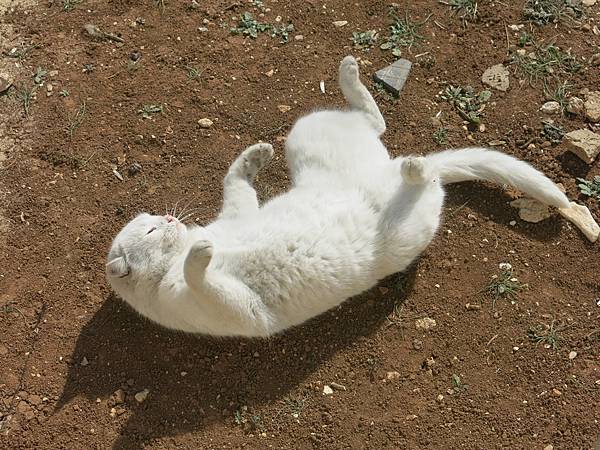 005-odd-eyed cat, Amman, Jordan-成寒.JPG