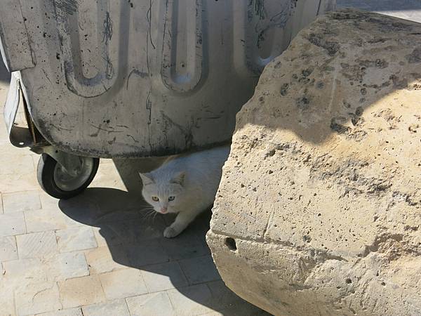 009-odd-eyed cat, Amman, Jordan-成寒.JPG