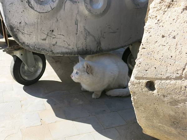 011-odd-eyed cat, Amman, Jordan-成寒.JPG