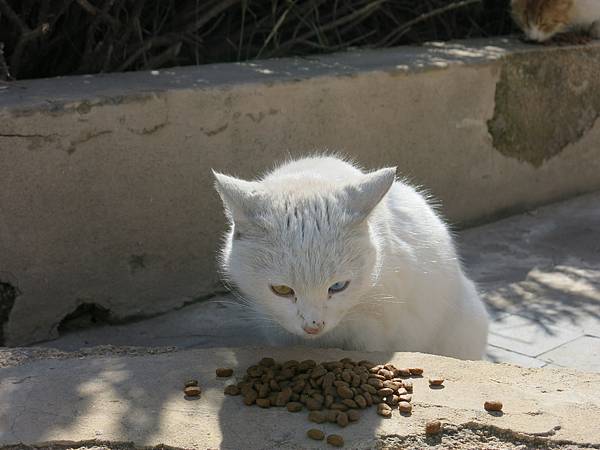 013-odd-eyed cat, Amman, Jordan-成寒.JPG