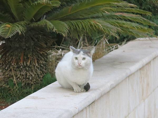 11-stray cat-Amman, Jordan-成寒.JPG.JPG