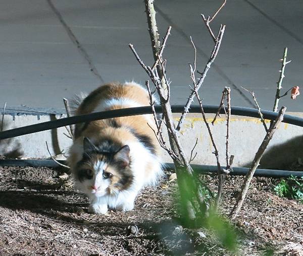 12-stray cat-Amman, Jordan-成寒.JPG.JPG