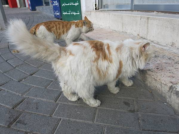 14-Lyla-stray cat-Amman, Jordan-成寒.JPG.JPG