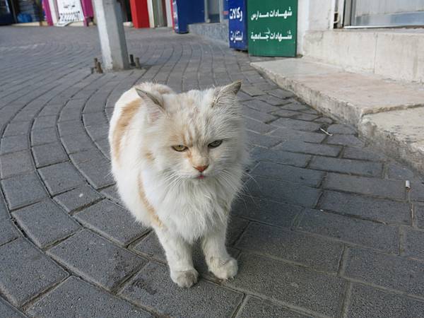 15-Lyla-stray cat-Amman, Jordan-成寒.JPG.JPG