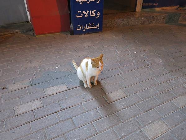 14-stray cat-Amman, Jordan-成寒.JPG.JPG