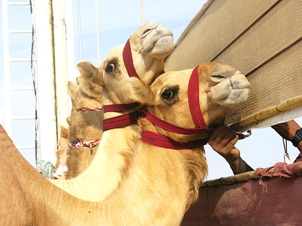 01-camel race-Qatar-成寒.png