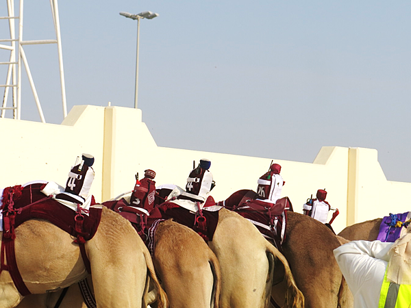 02-robot jockey-camel race-Qatar-成寒.png