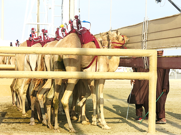 06-robot jockey-camel race-Qatar-成寒.png