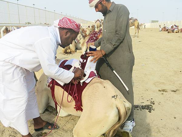 08-robot jockey-camel race-Qatar-成寒.JPG