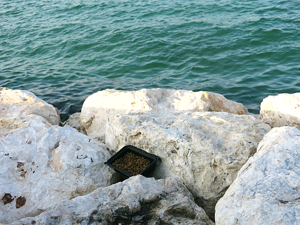 18-濱海步道-Corniche, Doha, Qatar-成寒.JPG.png