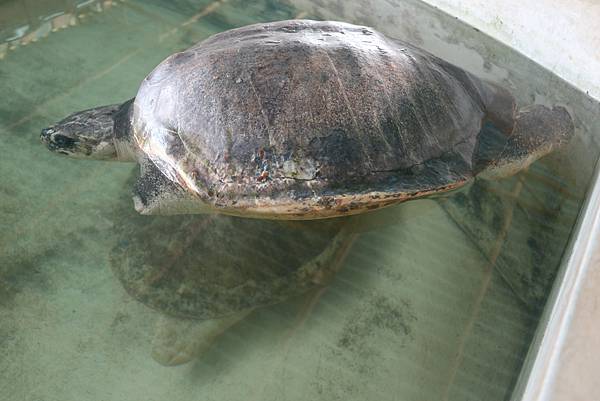01-不會沉的海龜-Turtle Hatchery-Sri Lanka-成寒.JPG