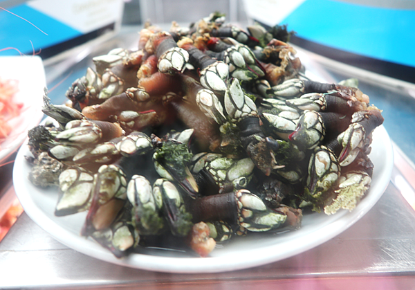 01-藤壺 barnacles-Lisbon, Portugal 葡萄.png