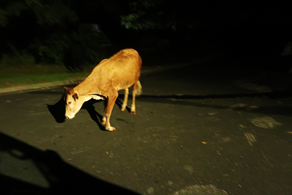 〈斐濟〉Driving Hazards in Fiji at