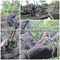 1030719TPE Zoo07-08.jpg